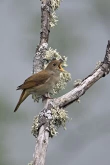 Images Dated 26th April 2007: Adult Nightingale singing on territory