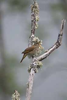 Images Dated 26th April 2007: Adult Nightingale singing on territory