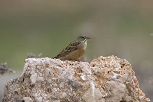 Images Dated 17th May 2007: Adult Ortolan Bunting Turkey May