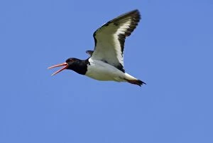 Adult Oystercatcher in flight calling