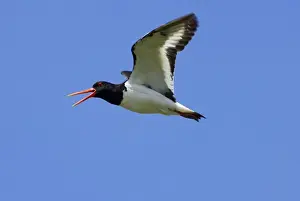 Scilly Isles Prints: Adult Oystercatcher in flight calling Isles of Scilly, July