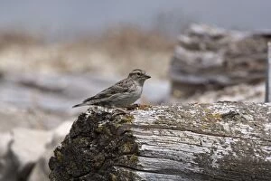 Adult Rock Sparrow