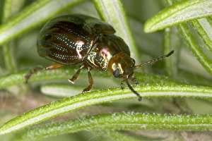 Images Dated 16th June 2005: Adult Rosemary Beetle on Rosemary leaf Pest of Rosemary and Lavender plants Recent introduction to