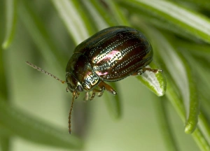 Images Dated 16th June 2005: Adult Rosemary Beetle on Rosemary leaf Pest of Rosemary and Lavender plants Recent introduction to
