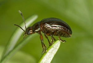 Images Dated 16th June 2005: Adult Rosemary Beetle on Rosemary leaf Pest of Rosemary and Lavender plants Recent introduction to