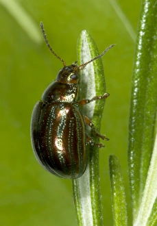 Images Dated 16th June 2005: Adult Rosemary Beetle on Rosemary leaf Pest of Rosemary and Lavender plants Recent introduction to