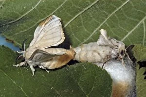 Adult Silk moths mating
