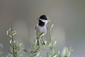 Images Dated 11th May 2007: Adult Sombre Tit Southern Turkey May