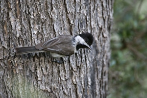 Images Dated 11th May 2007: Adult Sombre Tit Southern Turkey May
