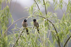Images Dated 11th May 2007: Adult Spectacled Bulbul Turkey May
