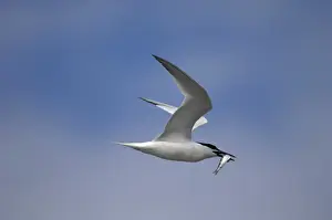 Adult summer Sandwich Tern, Wales July