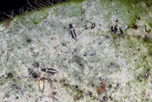 Grub Prints: Adult thrips on leaf showing characteristic silvering of leaf surface due to their feeding activities