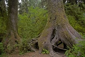 Images Dated 9th August 2006: Two Adult Trees growing from Nurse Log Hoh Rain Forest, Olympic National Park, Washington State
