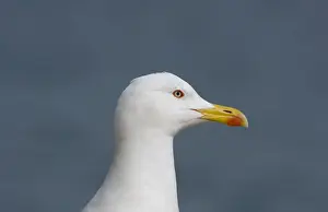 Yellow Legged Prints: Adult Yellow-legged Gull Gibralter