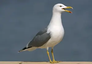 Yellow Legged Prints: Adult Yellow-legged Gull Gibralter - Crying