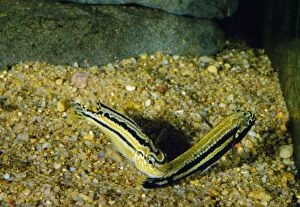 AEB-2086 FISH - Malawi Golden Cichlids, spawning