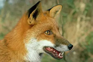 Fox