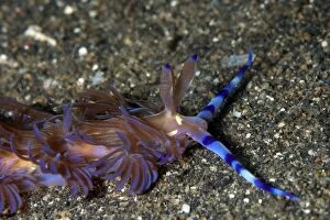 Images Dated 18th December 2004: Aeolid Nudibranch crawling on black sand