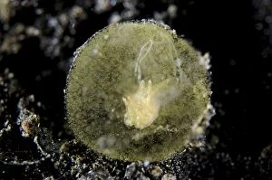 Aeolid Gallery: Aeolid Nudibranch in egg sac Hei Nus dive site