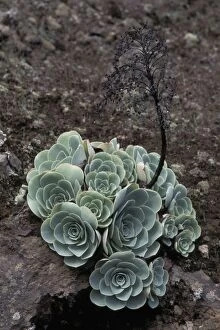 Aeonium Gallery: Aeonium - Macaronesia - Growing on volcanic soil
