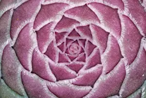 Petal Prints: Aeonium tabuliforme - Tenerife Flora, endemic