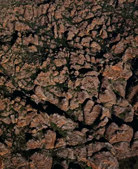 Layers Prints: Aerial - Bungle Bungle Range almost vertical shot from the air of sandstone range formed 400 million years ago