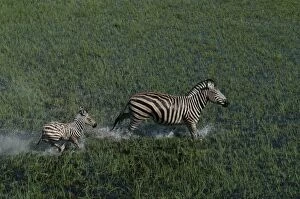 Aerial of Burchells / Common / Plain Zebra and foal Running