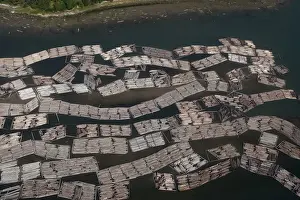 Logging Prints: Aerial of mass of logs in water a wood train being floated to Vancouver
