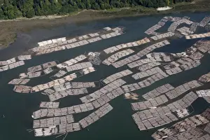 Aerial of mass of logs in water a wood train being floated to Vancouver. British Colombia - Canada