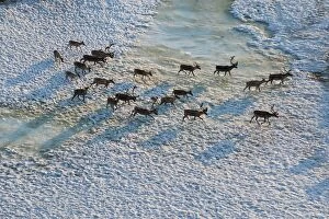 Aerial Porcupine Caribou herd migrating leaving