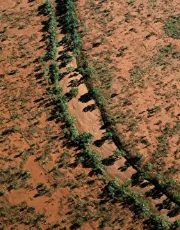 Aerial - Red river Gum - Growing along river bed, Central Australian Desert, Western Australia JPF44855