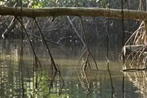 Mangrove Gallery: Aerial roots of Red Mangrove Swamp in the Caroni