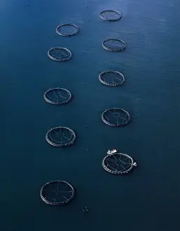 Commerical Prints: Aerial - Salmon farming off Port Arthur (aquaculture) Tasmania, Australia JPF49468