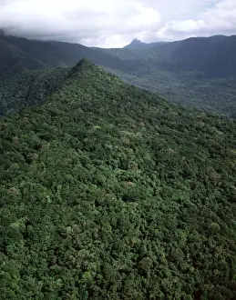 Canopy Prints: Aerial - Tropical rainforest near Cape Tribulation Daintree National Park