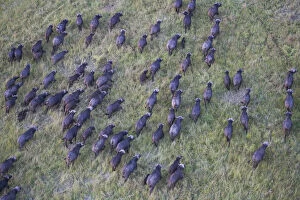 Caffer Gallery: Aerial view of African Buffalo (Syncerus)