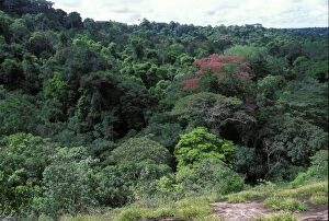 Images Dated 13th June 2007: Aerial view of a forest Guyana