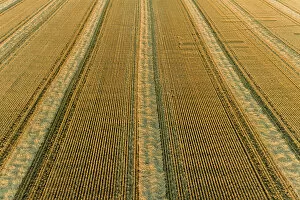 Abstract Gallery: Aerial view of rows of wheat straw before baling