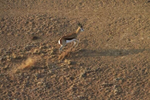 Aerial view of Springbok running, Namib