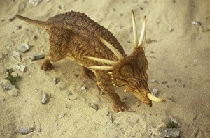 Images Dated 4th August 2008: Aerial view of walking Styracosaur. Late Cretaceous