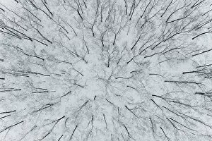 Wood Gallery: Aerial view of woods after a snowfall, Marion County