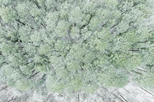 Images Dated 9th June 2021: Aerial view of woods and white pine trees after a snowfall, Marion County, Illinois Date: 16-12-2020