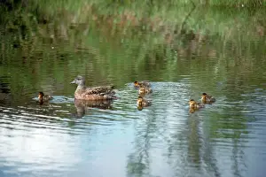 Ducks Prints: Aerican Wigeon - adult and young