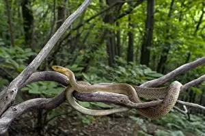 Logs Prints: Aesculapian Snake - in habitat - Liguria - Italy