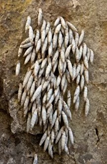 Images Dated 23rd April 2012: Aestivating Cretan Door Snails
