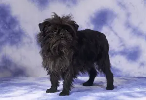 Affenpinscher