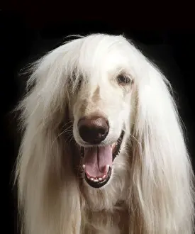 Afghan Prints: Afghan Dog