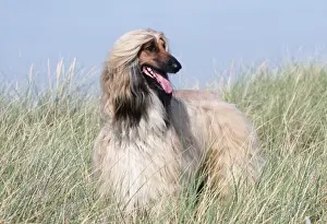 Afghans Prints: Afghan Hound