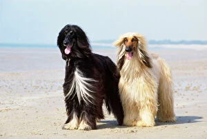 Images Dated 14th August 2007: Afghan Hound Dog