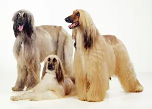 Hound Prints: Afghan Hound Dog