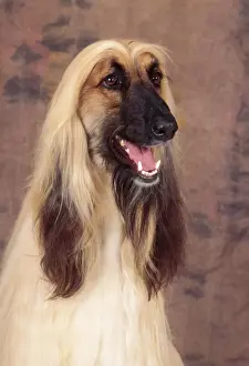 Afghan Hound Dog